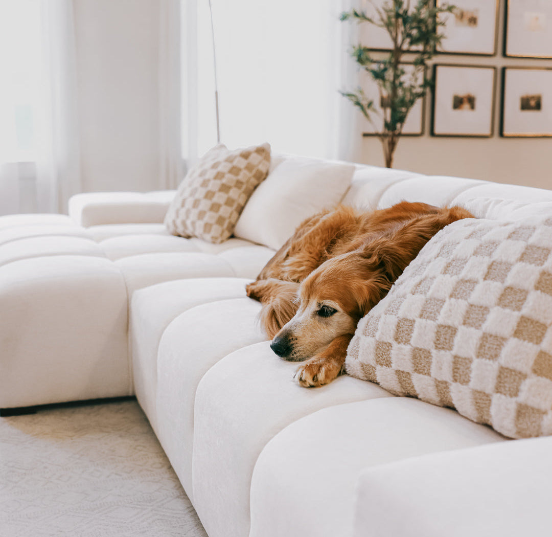 Dog resting on a white sofa with decorative pillows in a stylish living room.